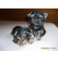 Biewer Yorkshire Terrier a la pon pom Welpen - Hündin