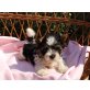 Biewer Yorkshire Terrier a la pon pom Welpen - Hündin