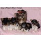 Biewer Yorkshire Terrier a la pon pom Welpen - Hündin