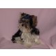 Biewer Yorkshire Terrier a la pon pom Welpen - Hündin