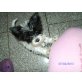 Biewer Yorkshire Terrier a la pon pom Welpen - Hündin
