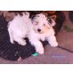 Biewer Yorkshire Terrier a la pon pom Welpen - Hündin