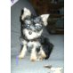 Biewer Yorkshire Terrier a la pon pom Welpen - Hündin