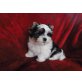 Biewer Yorkshire Terrier a la pon pom Welpen - Hündin