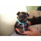 Biewer Yorkshire Terrier a la pon pom Welpen - Hündin