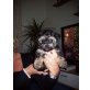 Biewer Yorkshire Terrier a la pon pom Welpen - Hündin