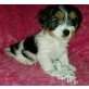 Biewer Yorkshire Terrier a la pon pom Welpen - Hündin