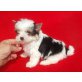 Biewer Yorkshire Terrier a la pon pom  Welpen - Hündin