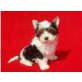 Biewer Yorkshire Terrier a la pon pom Welpen - Hündin