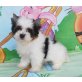 Biewer Yorkshire Terrier a la pon pom Welpen - Hündin