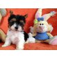 Biewer Yorkshire Terrier a la pon pom Welpen - Hündin