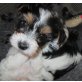 Biewer Yorkshire Terrier a la pon pom Welpen - Hündin