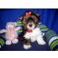Biewer Yorkshire Terrier a la pon pom Welpen - Hündin