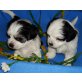 Biewer Yorkshire Terrier a la pon pom Welpen - Rüde