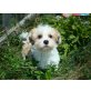 Biewer Yorkshire Terrier a la pon pom Welpen - Rüde