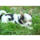 Biewer Yorkshire Terrier a la pon pom Welpen - Rüde