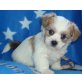 Biewer Yorkshire Terrier a la pon pom Welpen - Rüde