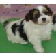 Biewer Yorkshire Terrier a la pon pom Welpen - Rüde