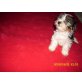 Biewer Yorkshire Terrier a la pon pom Welpen - Rüde