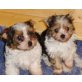 Biewer Yorkshire Terrier a la pon pom Welpen - Rüde