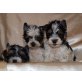 Biewer Yorkshire Terrier a la pon pom Welpen - Rüde