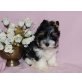Biewer Yorkshire Terrier a la pon pom Welpen - Rüde