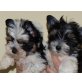 Biewer Yorkshire Terrier a la pon pom Welpen - Rüde
