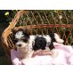 Biewer Yorkshire Terrier a la pon pom Welpen - Rüde