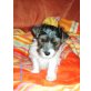 Biewer Yorkshire Terrier a la pon pom Welpen - Rüde