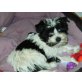 Biewer Yorkshire Terrier a la pon pom Welpen - Rüde