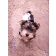 Biewer Yorkshire Terrier a la pon pom Welpen - Rüde