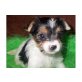Biewer Yorkshire Terrier a la pon pom Welpen - Rüde