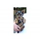 Biewer Yorkshire Terrier a la pon pom Welpen - Rüde