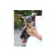 Biewer Yorkshire Terrier a la pon pom Welpen - Rüde