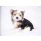 Biewer Yorkshire Terrier a la pon pom Welpen - Rüde