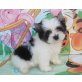 Biewer Yorkshire Terrier a la pon pom Welpen - Rüde