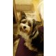 Biewer Yorkshire Terrier a la pon pom Welpen - Rüde