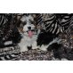 Biewer Yorkshire Terrier ala Pom Pon  - Hündin