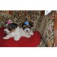 Biewer Yorkshire Terrier ala Pom Pon - Rüde