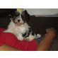 Biewer  Yorkshire Terrier ala Pom Pon Welpen - Hündin