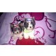 Biewer  Yorkshire Terrier ala Pom Pon Welpen - Hündin