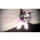Biewer  Yorkshire Terrier ala Pom Pon Welpen - Hündin