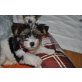Biewer Yorkshire Terrier ala Pom Pon Welpen - Hündin