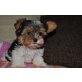 Biewer Yorkshire Terrier ala Pom Pon aus OÖ Welpen - Rüde