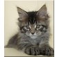 Big Spender, Maine Coon - Kater