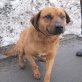 Biggi - ein Traumhund, der aus der Hölle kam, Biggi - ein Traumhund, der aus der Hölle kam - Rüde