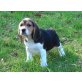 Biggy, Beagle Welpen - Hündin