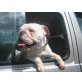 Biggy, Englische Bulldogge - Hündin