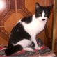 Bigota, Europäische Kurzhaarkatze - Katze