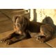 Bijana sucht neues Zuhause, Dobermann - Hündin
